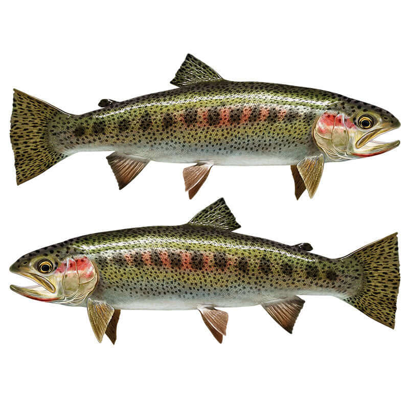 Cutthroat trout fish wall decals, left facing and right facing brown-spotted fish transfers for walls.