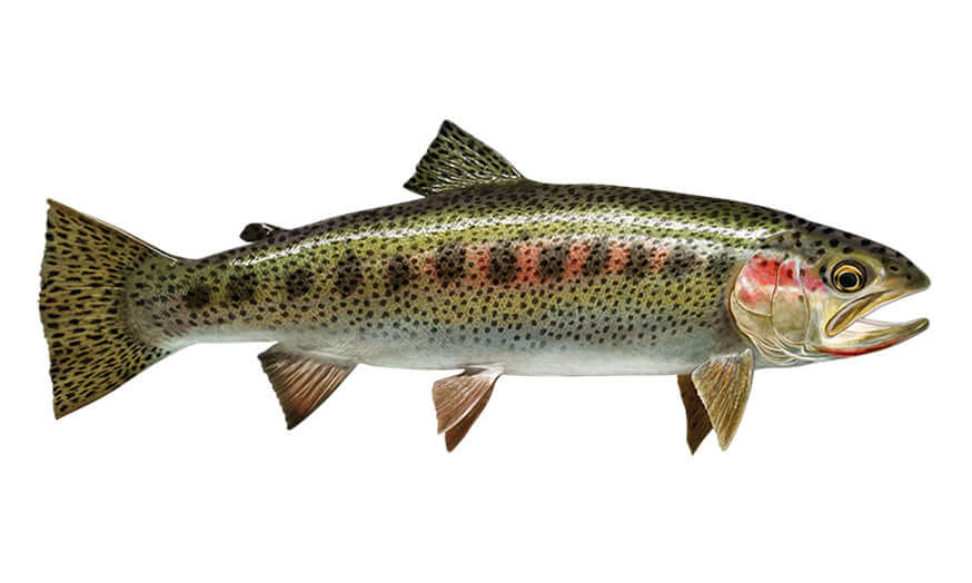 Cutthroat trout detailed illustration for fish wall decals and stickers.