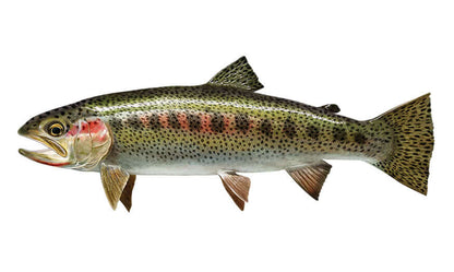 Cutthroat trout fish wall decal for fishing enthusiasts