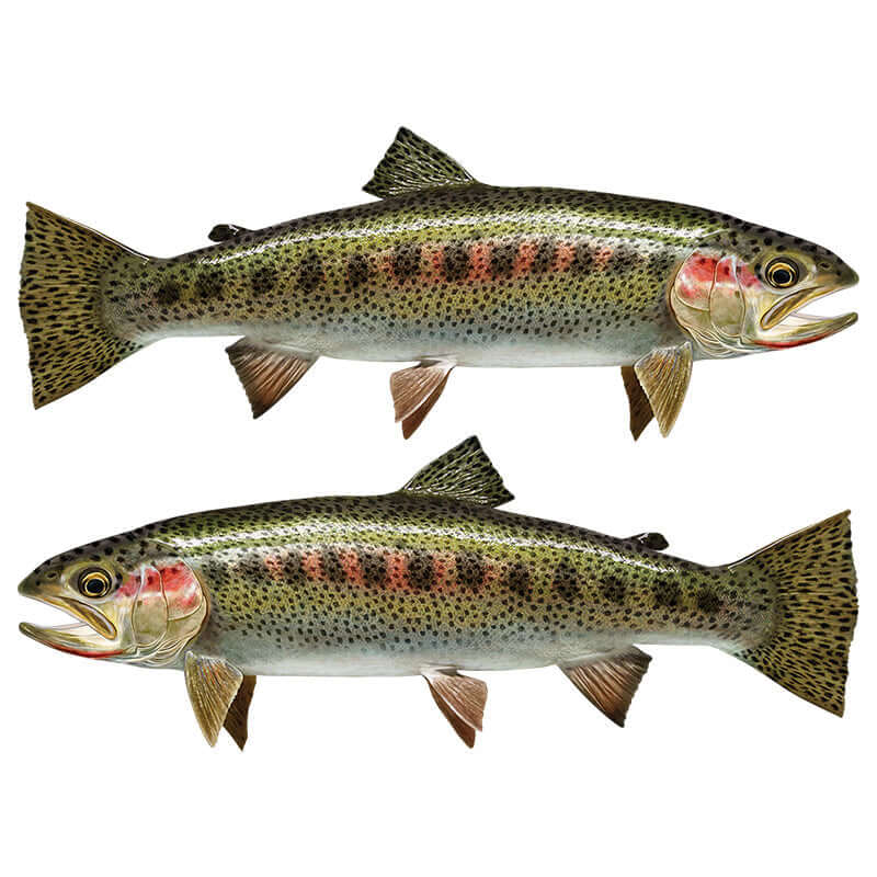 Cutthroat Trout large decals left and right facing.