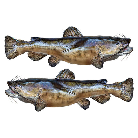 Flathead catfish wall decals in matte black and white variations for fish enthusiasts