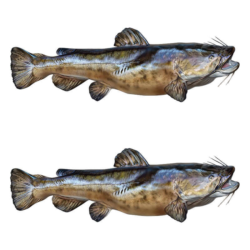 Flathead catfish wall decals, left facing and right facing, 40"-70", perfect fish wall stickers for bedroom or living room decor.