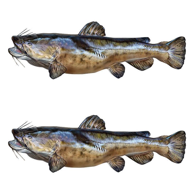 Two flathead catfish wall decals in matte white or black, perfect for fish enthusiasts.