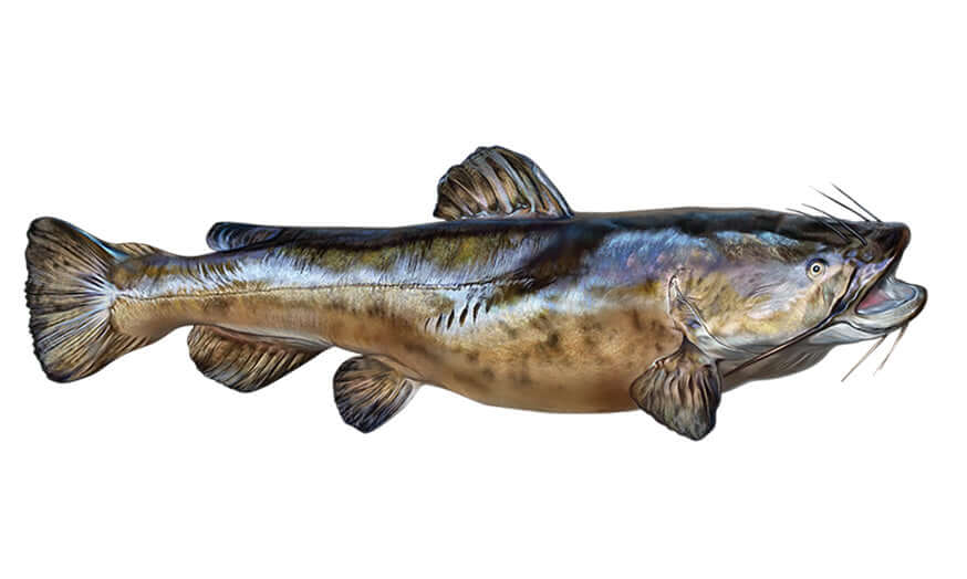 Flathead catfish wall decal in matte white or black, customizable for any decor. Fits fish wall decals or fishing wall stickers themes.