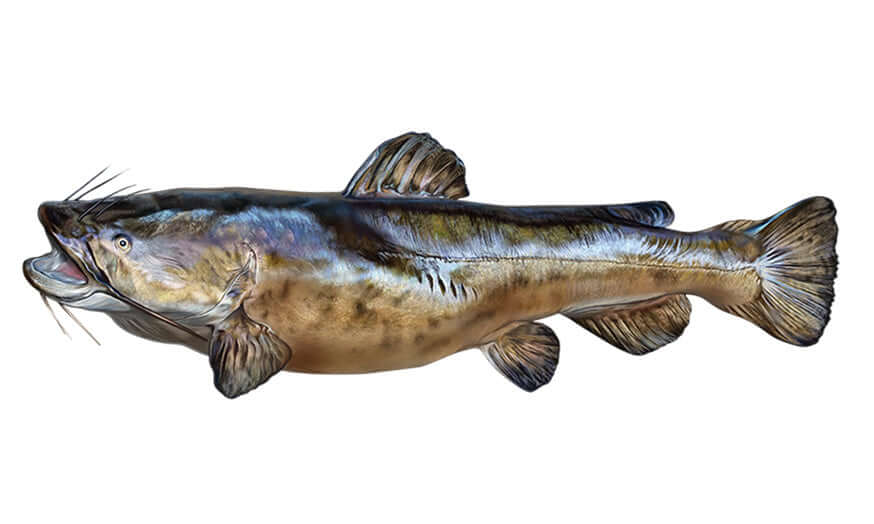 Flathead Catfish fishing wall decal 40"-70" customizable design in matte white or black. Perfect fish wall stickers for bedroom decor.