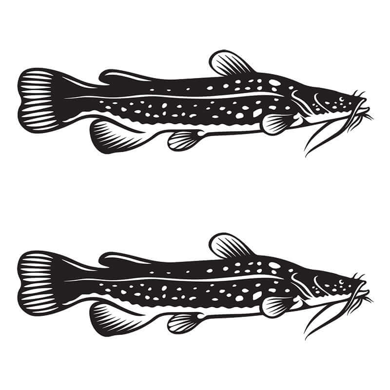 Flathead Catfish fish wall decals in black and white facing opposite directions