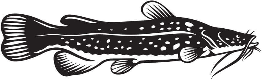 Flathead Catfish wall decal, perfect for fishing enthusiasts and customizable for any room.