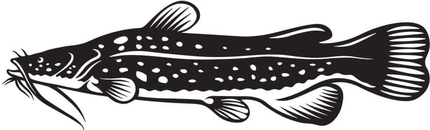 Flathead Catfish Wall Decals