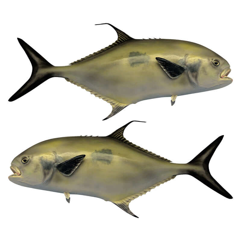 Florida Pompano fish wall decals, customizable sizes 40"-70", left and right facing options, perfect for fish enthusiasts