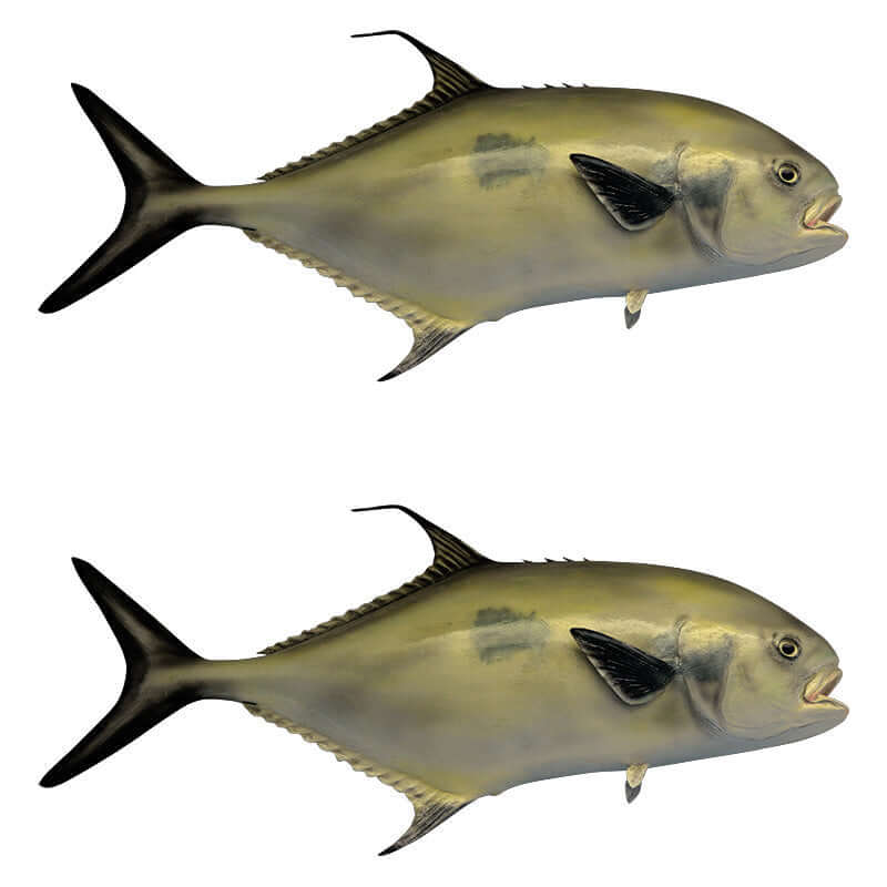 Florida Pompano fish wall decals with left and right facing designs, available in sizes 40"-70", perfect for fish enthusiasts