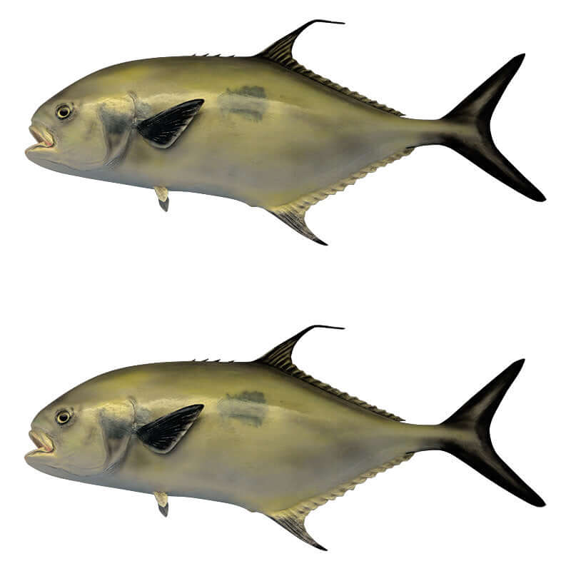 Florida Pompano fish wall decals in left and right facing options.