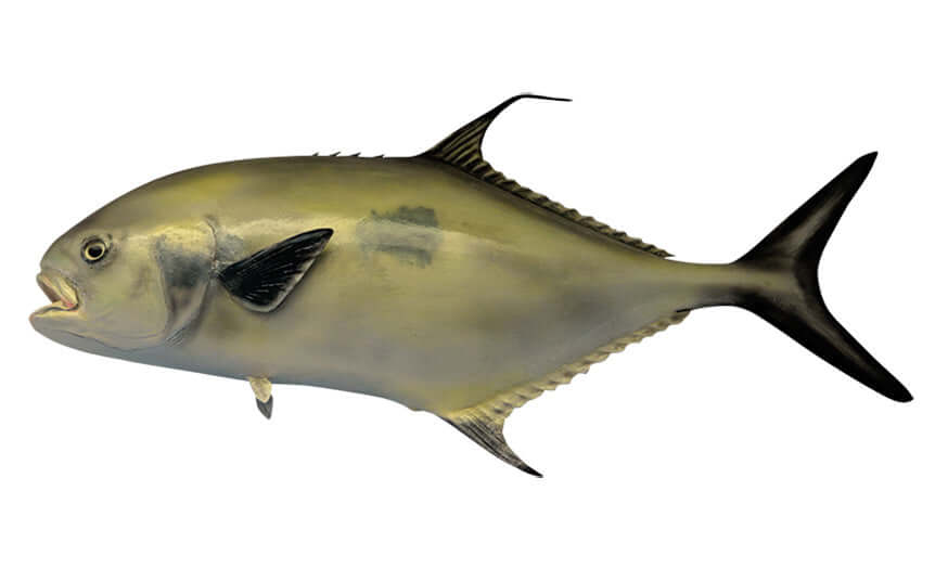 Florida Pompano fish wall decal left-facing, lifelike appearance for fishing enthusiasts