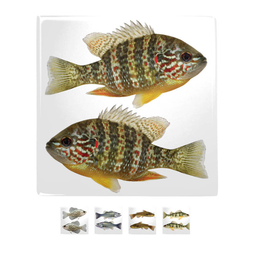 Freshwater Fish Metal Magnets - 5 Pack