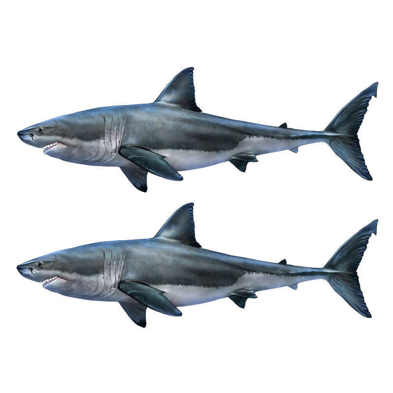 Great White Shark decals left facing x 2.