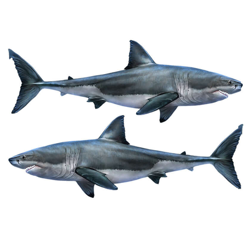 Great White Shark wall decals, 40"-70", left and right facing, removable, non-damaging. Perfect fish wall stickers for bedroom or living room.