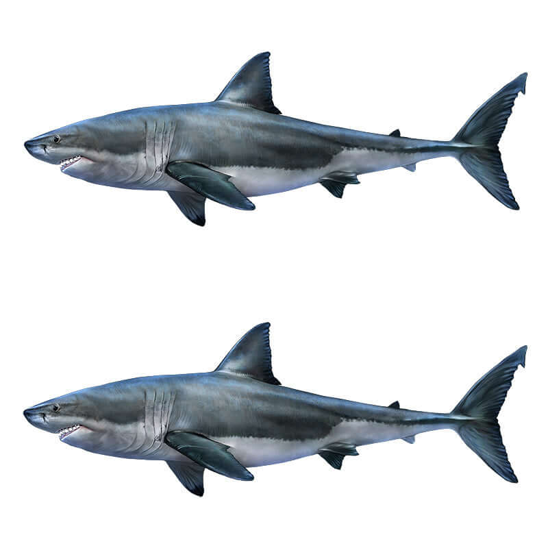 Great White Shark wall decals in left and right facing options, 40"-70" fishing wall decals for fish enthusiasts