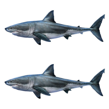 Great White Shark wall decals in left and right facing options, 40"-70" fishing wall decals for fish enthusiasts