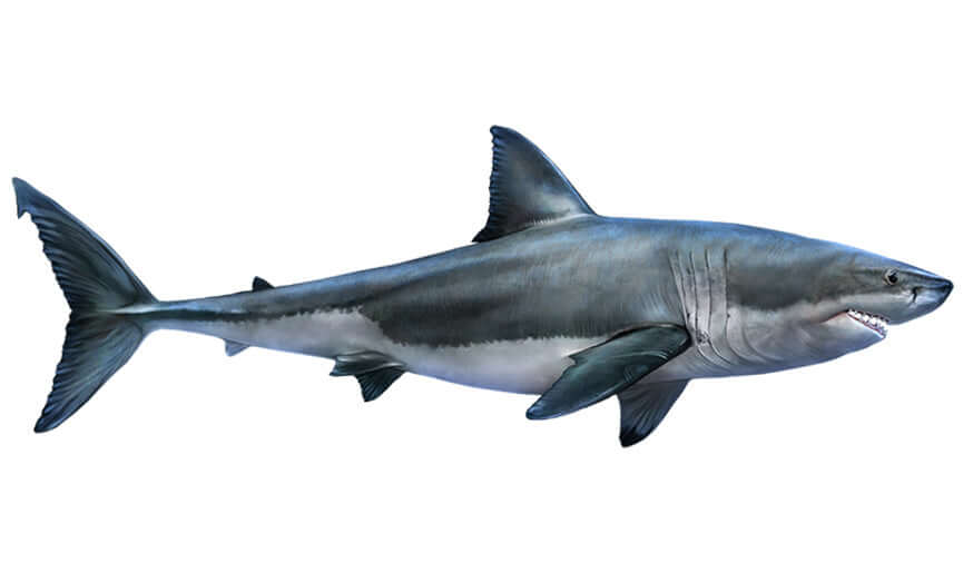 Fish wall decals featuring a realistic great white shark design for bedrooms and living spaces.