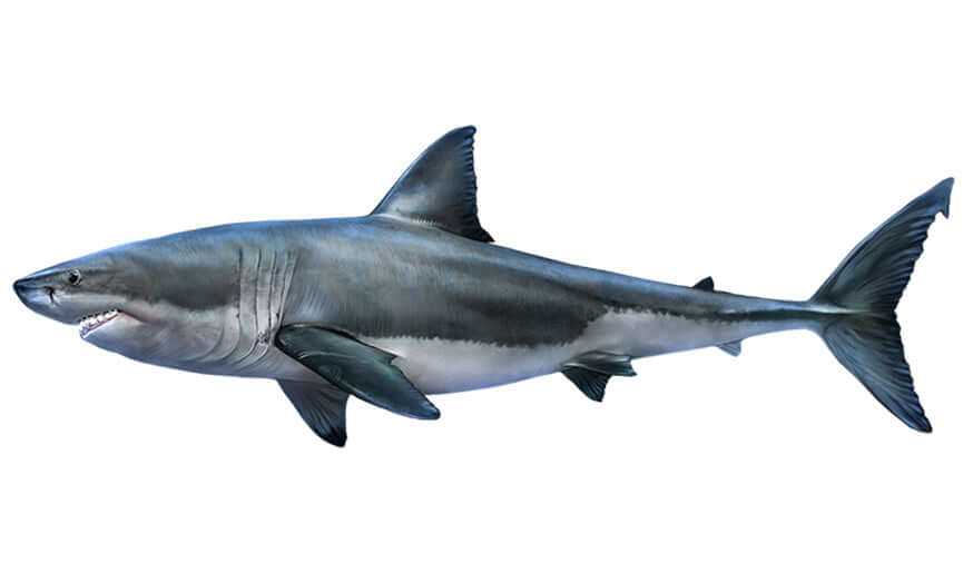 Great White Shark Wall Decals