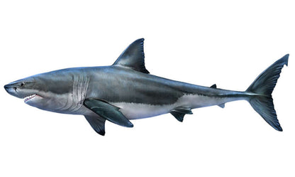 Great White Shark fish wall decals in 40"-70" size, perfect for any fish enthusiast's room decor, ideal decorative wall sticker for dark surfaces.