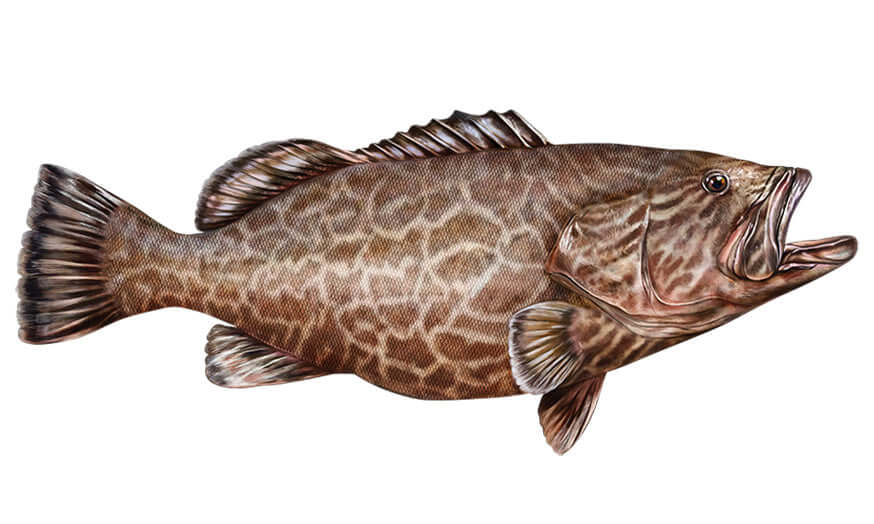 Detailed illustration of a black grouper fish for wall decals