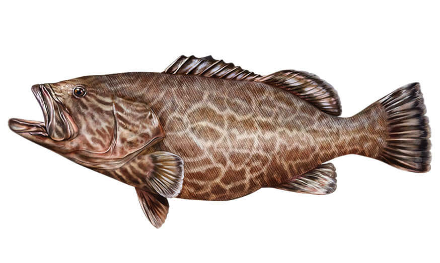 Black grouper fish wall decals with detailed scales and fins on white background.