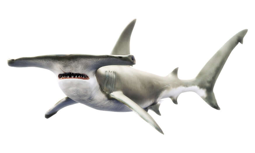 Hammerhead Shark Wall Decals