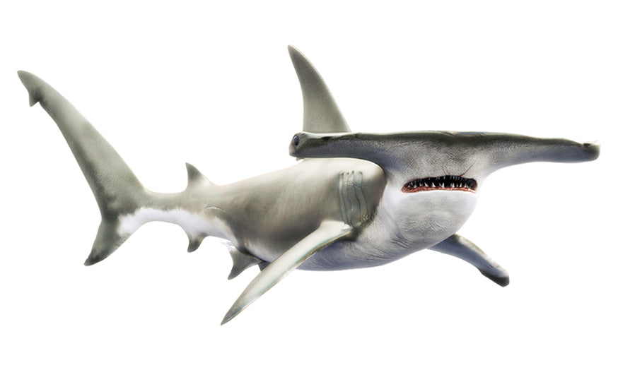 Hammerhead Shark Decals | 16"-60"