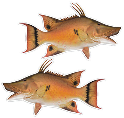 Hogfish 14 inch stickers left and right facing.