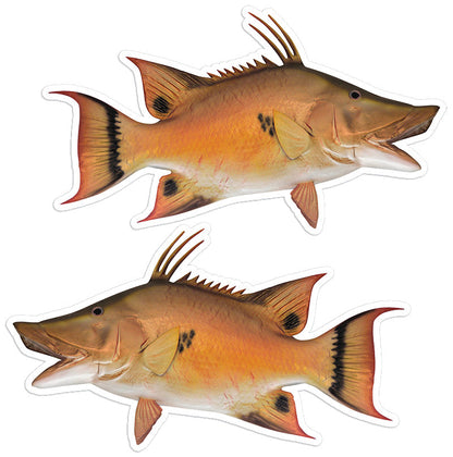 Hogfish 8 inch stickers left and right facing.