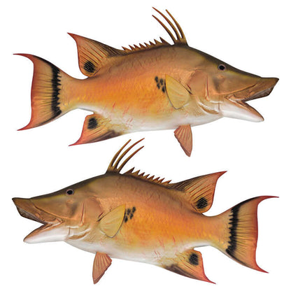 Hogfish wall decals with no-border for bedrooms or living rooms