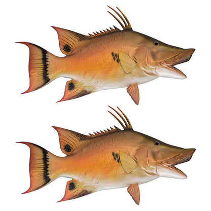 Two hogfish wall decals in left and right facing orientations for fish enthusiasts