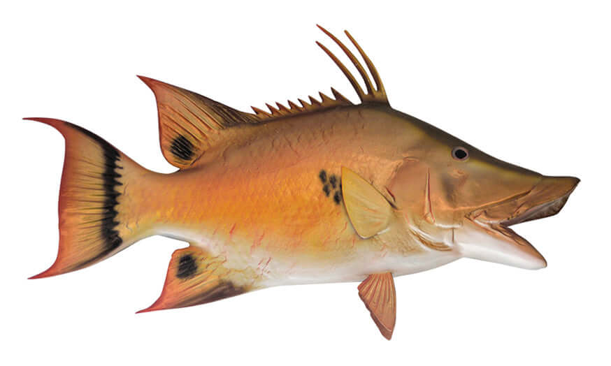 Customizable hogfish wall decal, available in 40-70 inches. Perfect for fish enthusiasts. Large fish wall decor.