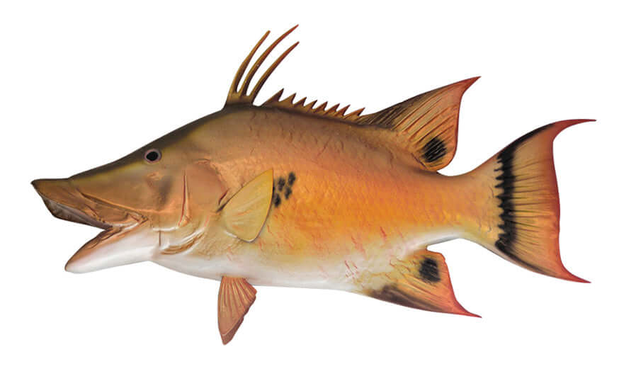 Hogfish wall decal in vibrant colors, fully customizable size and text options, perfect fish wall stickers for bedrooms and fishing enthusiasts.