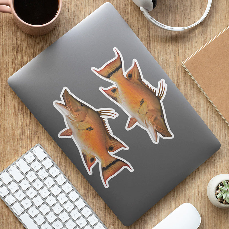 Hogfish stickers on a laptop.