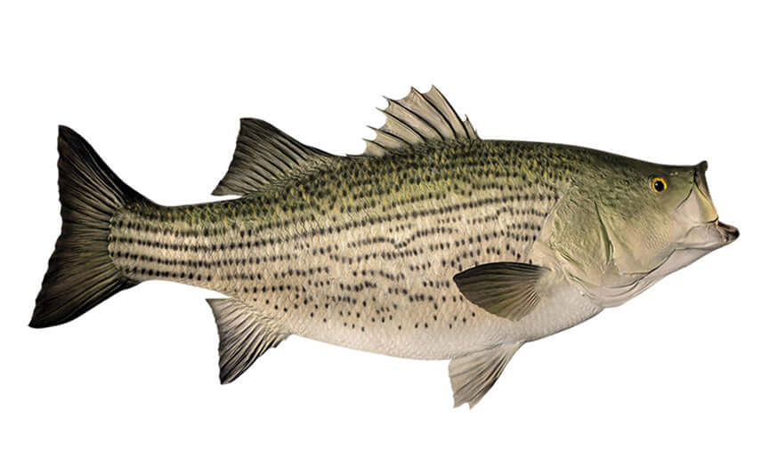 Hybrid Striped Bass Decals