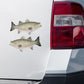 Hybrid Striped Bass stickers on a truck.