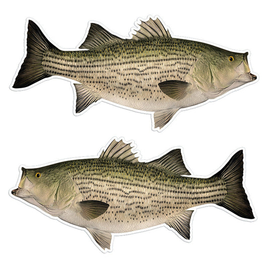 Hybrid Striped Bass 14 inch stickers left and right facing.