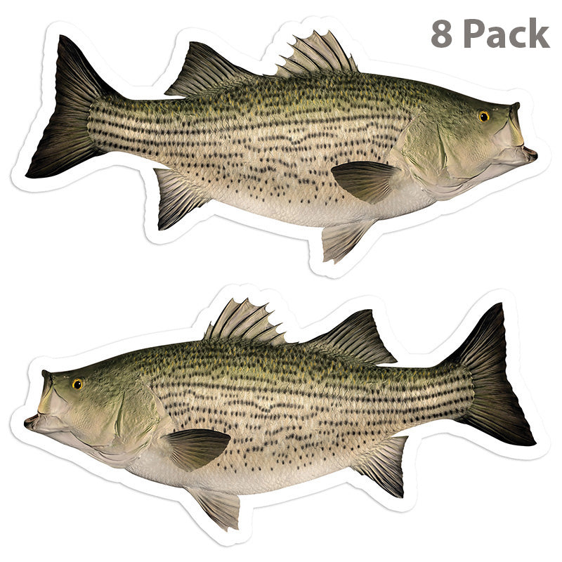Hybrid Striped Bass 5 inch 8 sticker pack.
