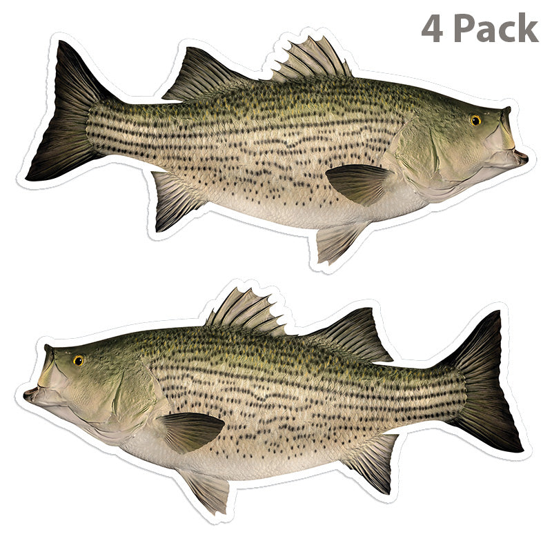 Hybrid Striped Bass 8 inch 4 sticker pack.
