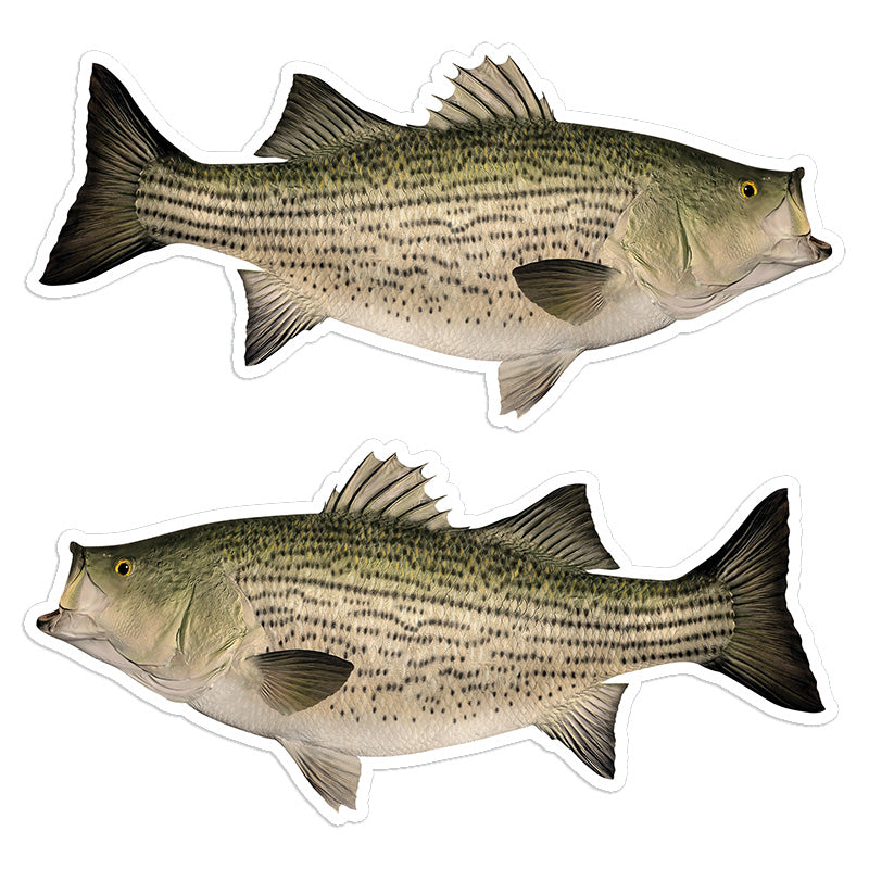 Hybrid Striped Bass 8 inch stickers left and right facing.