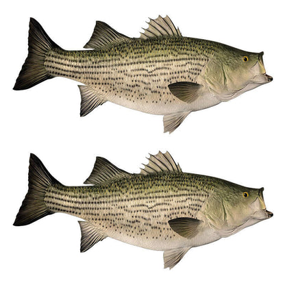 Hybrid Striped Bass Decals