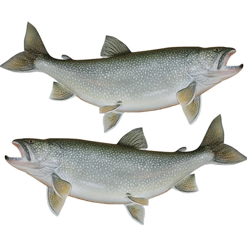 Two lake trout wall decals in customizable sizes, perfect for large fish wall decor or fishing wall stickers enthusiasts.