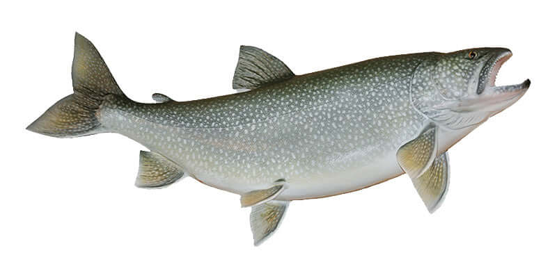 Lake Trout wall decal, fully customizable from 40"-70". Perfect large fish wall decor with text options up to 10 lines.