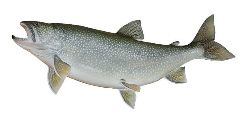 Lake Trout wall decal, fully customizable, 40"-70", perfect for fishing enthusiasts. Large fish wall decor for any room.