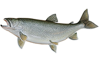 Lake Trout decal, customizable fishing sticker for boats, sizes 14-70 inches. Perfect for cars, trucks, and more with waterproof vinyl.