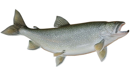 Customizable Lake Trout decal sticker for cars in sizes 14-70 inches, perfect for fishing enthusiasts. Durable and weatherproof.