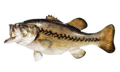 Largemouth Bass Decals