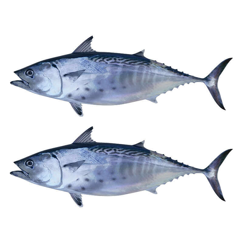 Little Tunny Tuna Wall Decals