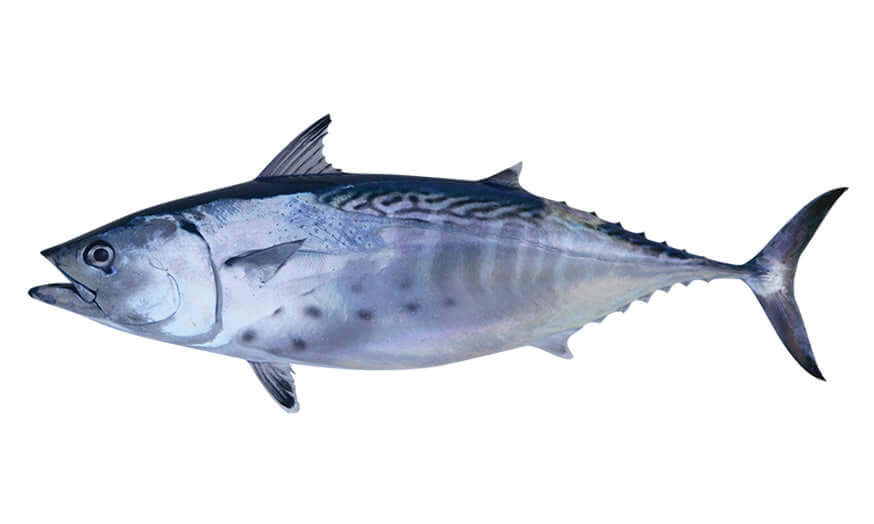 Little Tunny Tuna Wall Decals